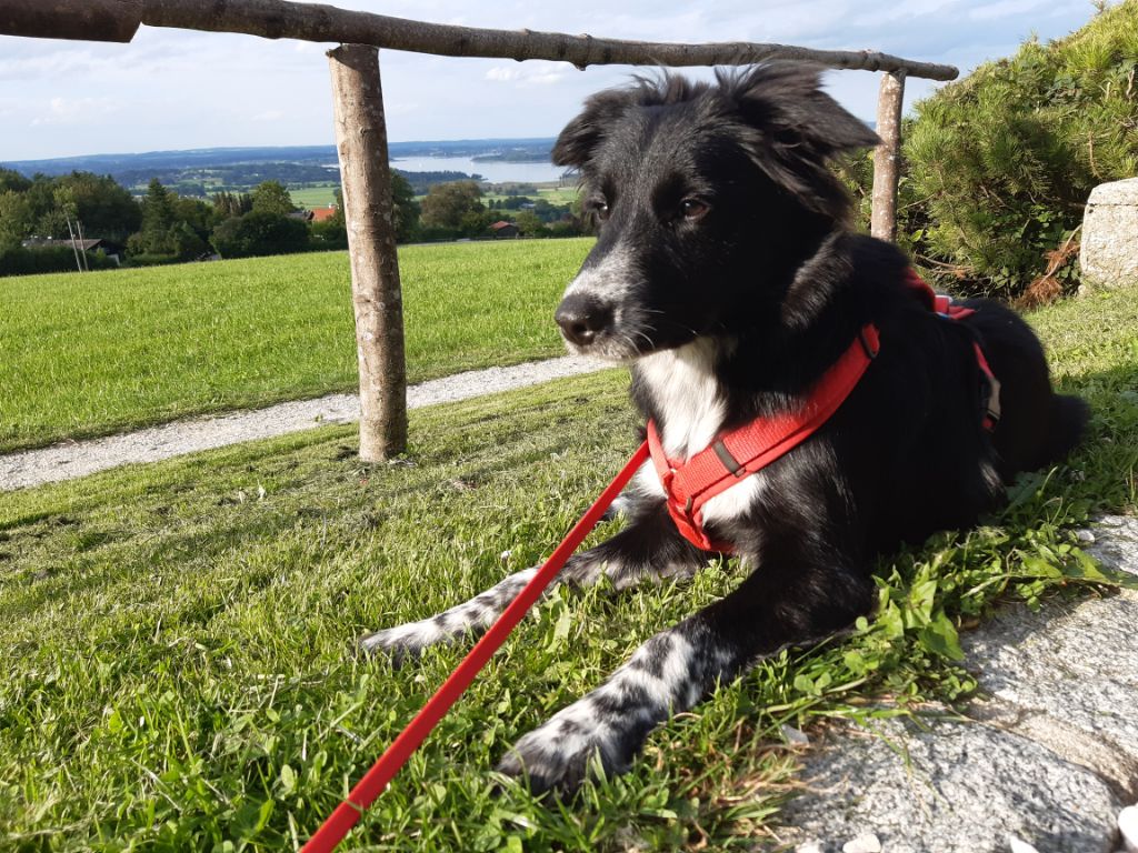 Border Collie Danabi liegt im Gras, im Hintergrund der Chiemsee